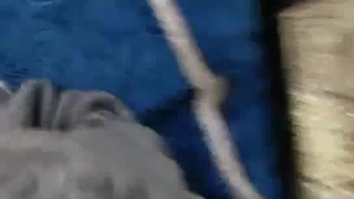 赛琳娜的黄金完整翻译版中文-直播 火辣身材的娜扎【沙滩上的贝壳酱】!